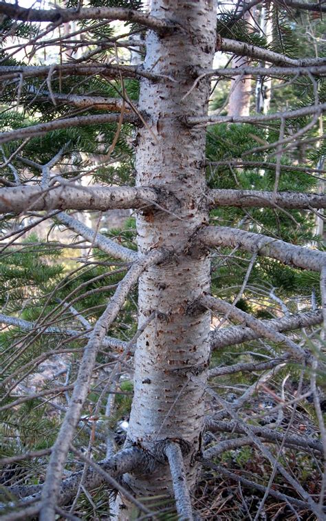 Rocky Mountain Bushcraft: Rocky Mountain Tree Identification: Douglas Fir Tree (Pseudotsuga ...