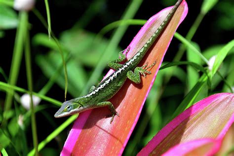 Green Anole On Oahu Photograph by Michael Morse - Fine Art America