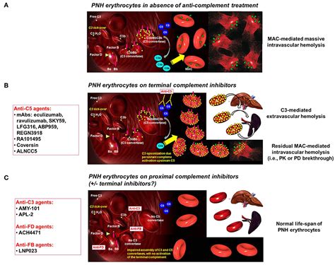 Pnh Disease Life Expectancy - Captions Hunter