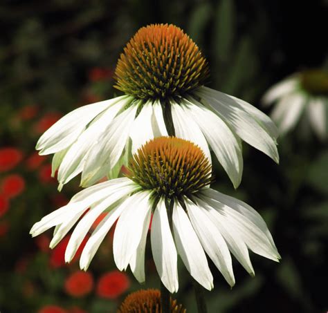 Echinacea purpurea 'Alba' WHITE SWAN CONEFLOWER - SeedScape