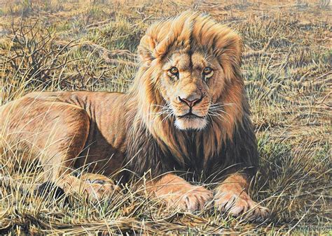 Male Lion Portrait Painting by Alan M Hunt - Fine Art America