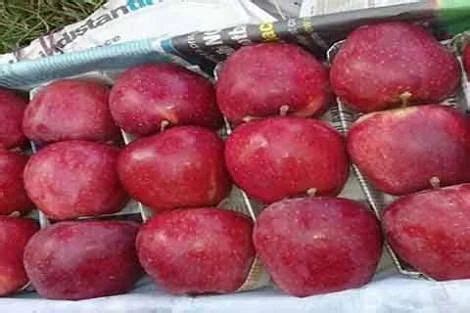 Kashmiri Apple at Rs 60/kg | Ambernath East | Mumbai | ID: 13558816730