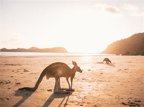 Kangaroos on the Beach at Cape Hillsborough - Things to Know