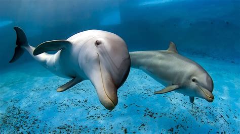 How long do bottlenose dolphins live under human care? | wtsp.com