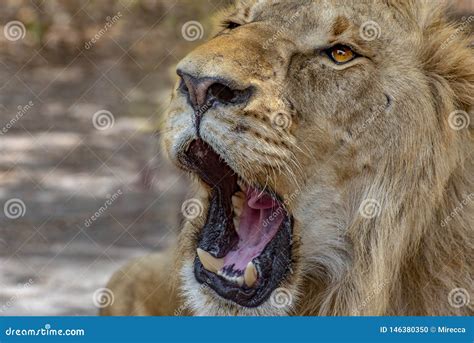 Closeup Photograph of a Young Male Lion Snarling and Looking ...