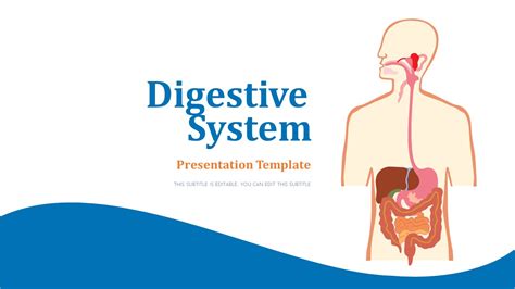 Digestive System PowerPoint Template - SlideModel