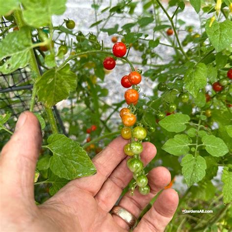 Spoon Tomatoes - Little Fruit With Big Flavor (Solanum pimpinellifolium) - GardensAll