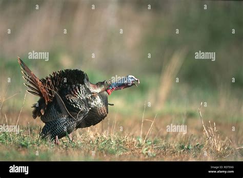 Male turkey gobbling hi-res stock photography and images - Alamy