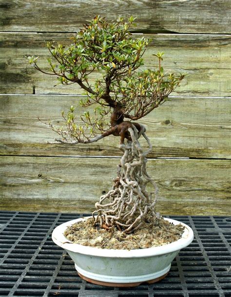 Exposed Root Azalea Bonsai