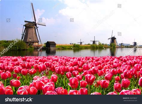 Vibrant Pink Tulips With Dutch Windmills Along A Canal, Netherlands ...