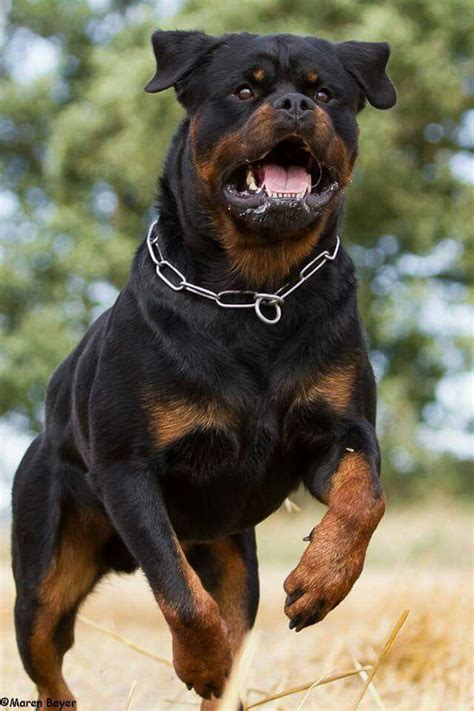 Kết quả hình ảnh cho Rottweiler | Rottweiler, Puppies, Dogs