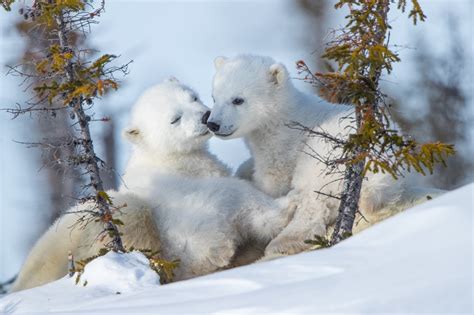 Polar Bear Cubs - Image Abyss