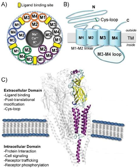 Structure and function of the nicotinic acetylcholine receptor. ( A ...