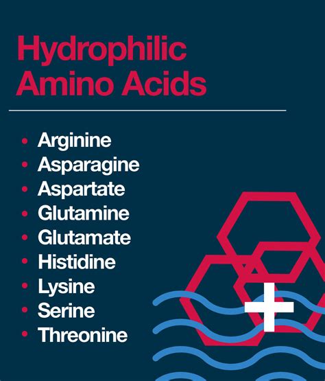 What Are Hydrophilic Amino Acids? – The Amino Company