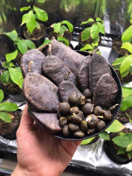 How to Start Kentucky Coffeetree Seeds - Gymnocladus dioicus Germination - Goldleaf Hydro