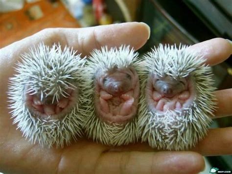 Types of Hedgehogs Kept as Pets - PetHelpful