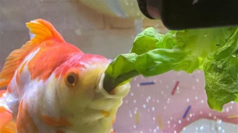 How Often Should You Feed Goldfish: Complete Review – Aquariumistics