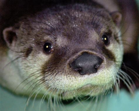 California rambling: River otters | River otter, Otters, Cute animals