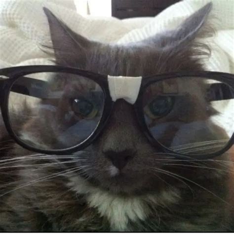 Create meme "cat meme glasses" - Pictures - Meme-arsenal.com