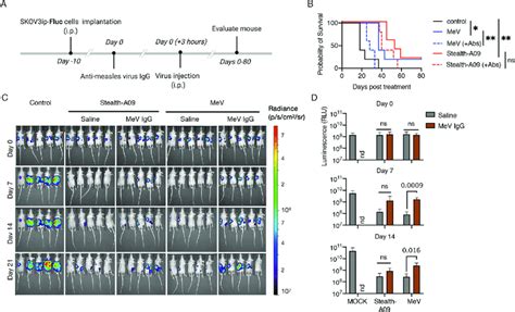 Stealth virus remains oncolytic in the presence of MeV-immune serum.... | Download Scientific ...