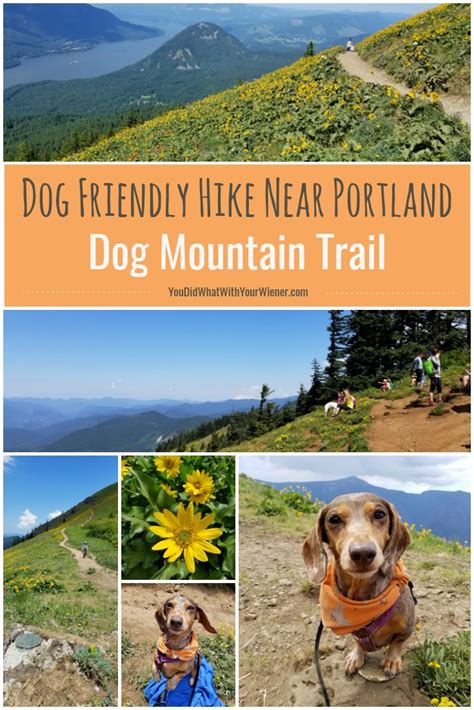 Dog Friendly Trail: Dog Mountain Hike Washington ...