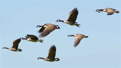 Geese Migration – Wildlife Leadership Academy