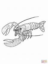 Lobster Coloring Drawing Funny Boat Kids Clipart Cute Clip Cliparts  sketch template