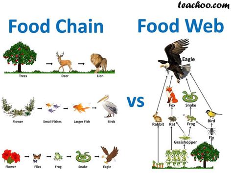 What is the difference between Food Chain and Food Web? - Teachoo | Food chain, Food web, Food ...