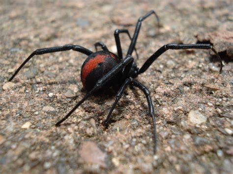 7 redback spider photo in Biological Science Picture Directory - Pulpbits.net : Biological ...