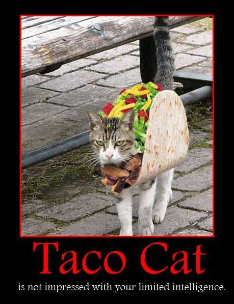 Gallery For > Taco Cat Costume: Gt Taco, Tacos, Taco Cats, Cat | Taco cat, Taco cat costume ...