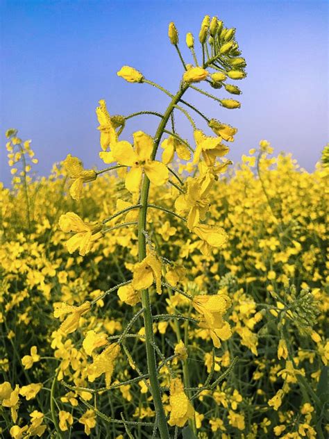 Mustard Farming: Business Plan And Guide For Beginners