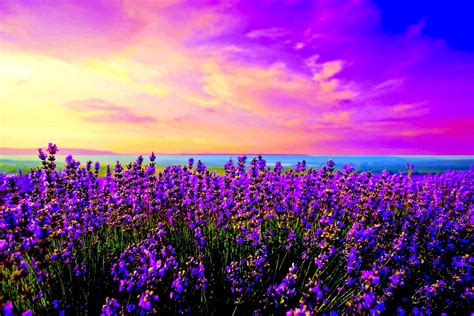 Lavender Field Bulgaria Wallpapers - Wallpaper Cave