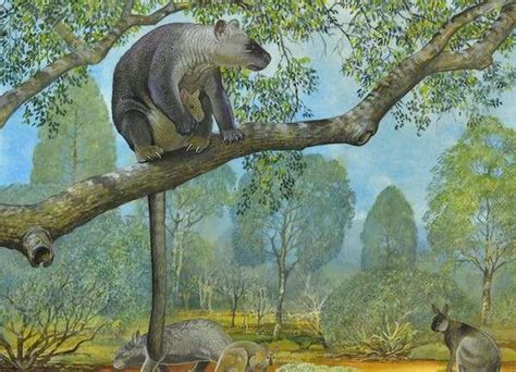 Giant tree-kangaroos once lived in unexpected places all over Australia, according to major new ...