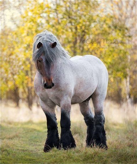 Beautiful Brabant draft stallion Horses Great and Small | Stallion horses, Clydesdale horses ...