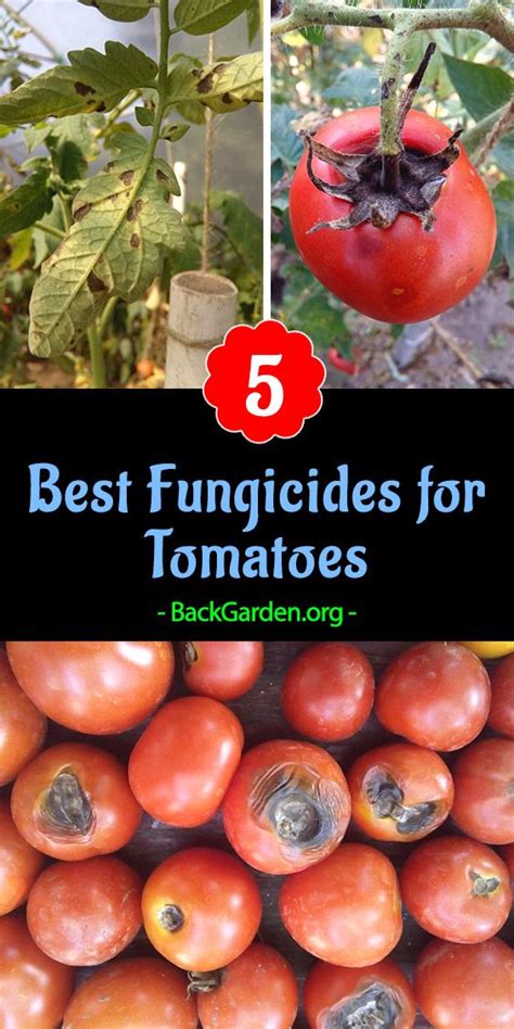 5 Best Fungicides for Tomatoes | Tomato disease, Fungicide, Growing tomato plants