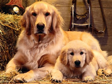 Golden Retriever family portrait photo and wallpaper. Beautiful Golden ...