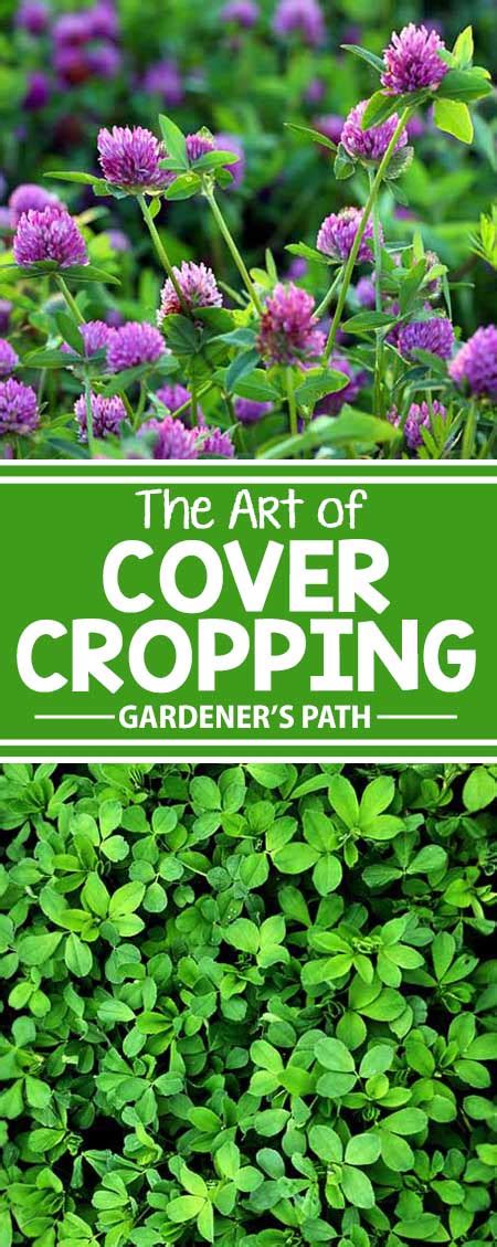 Cover Cropping 101: Learn How to Use Cover Crops in the Garden