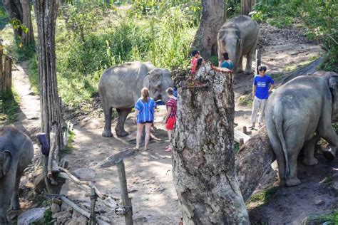 Chiang Mai Elephant Sanctuary One Day | VOYON.CO