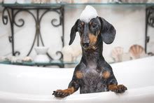 Dachshund Puppies Take A Bath Free Stock Photo - Public Domain Pictures