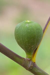 White Kadota Fig Tree | Types of Fig Trees | Willis Orchard Company