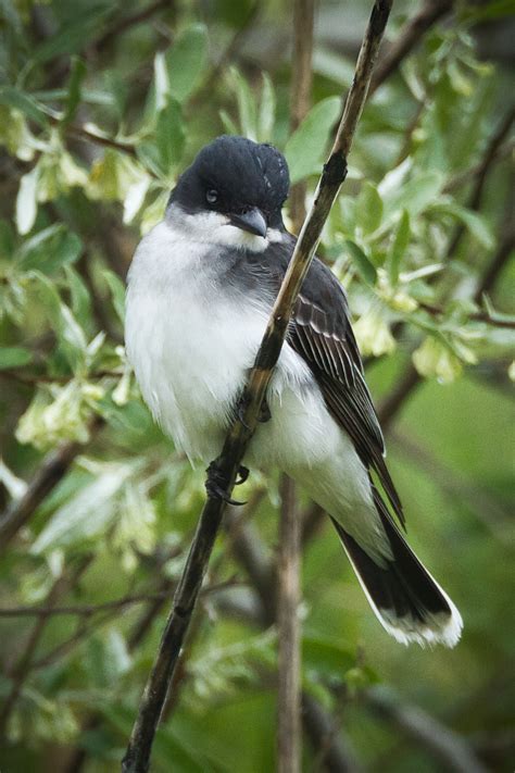 Feather Tailed Stories: Eastern Kingbird