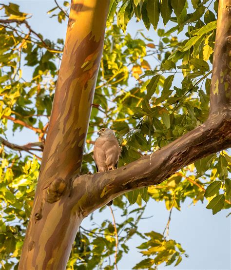 Fiji goshawk (Accipiter rufitorques) | Fiji goshawk (Accipit… | Flickr