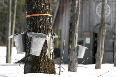 Visit a Real Life Sugar House on These Vermont Maple Syrup Tours | Vacasa