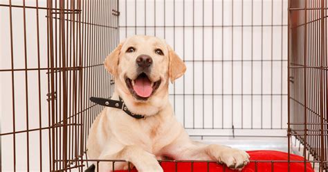 The 7 Best Waterproof Dog Crate Mats