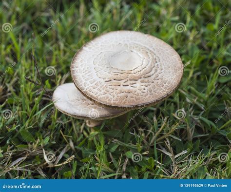 Closeup Detail of Field Mushroom Growing Wild Stock Image - Image of meadow, scales: 139195629