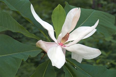 10 Different Types of Magnolias (Photos) - Garden Lovers Club