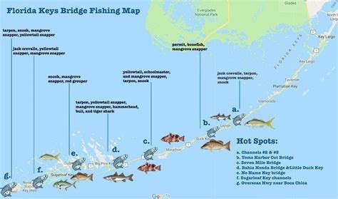 Best Florida Keys Bridge Fishing Spots: All You Need to Know | FishingBooker Blog | Islamorada ...