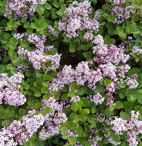 Dwarf Korean Lilac — Altum's — Garden Center — Zionsville, IN