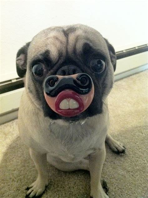 Funny Pug With His Toy | Bored Panda