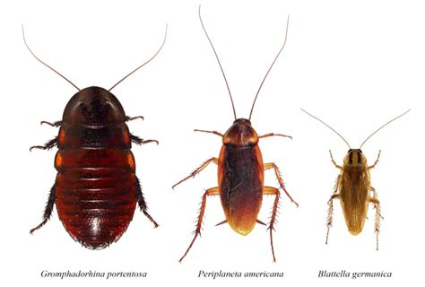 Common Types of Roaches in Florida & How to Get Rid of Them